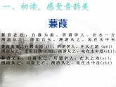 初中语文人教版（部编）八年级下册蒹葭4 课件
