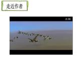 初中语文人教版（部编）八年级下册7大雁归来1 课件