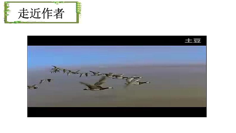 初中语文人教版（部编）八年级下册7大雁归来1 课件02