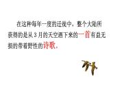 初中语文人教版（部编）八年级下册7大雁归来1 课件
