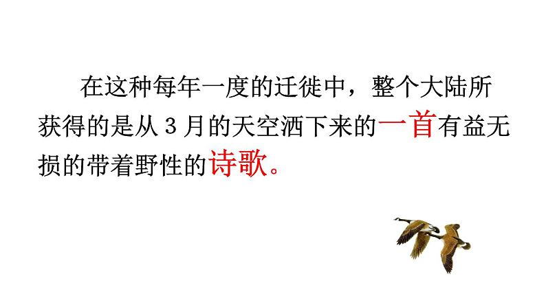 初中语文人教版（部编）八年级下册7大雁归来1 课件04