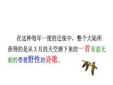 初中语文人教版（部编）八年级下册7大雁归来1 课件