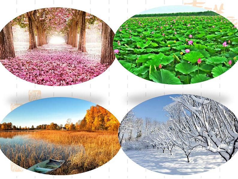 初中语文人教版（部编）八年级下册5大自然的语言3 课件第2页