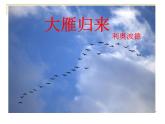 初中语文人教版（部编）八年级下册7大雁归来3 课件