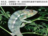 初中语文人教版（部编）九年级下册6变色龙 课件
