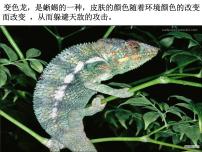 人教部编版九年级下册6 变色龙课文配套ppt课件