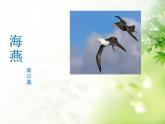 4 海燕教学课件