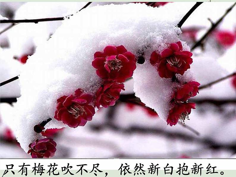 初中语文人教版（部编）八年级下册卜算子咏梅1 课件06