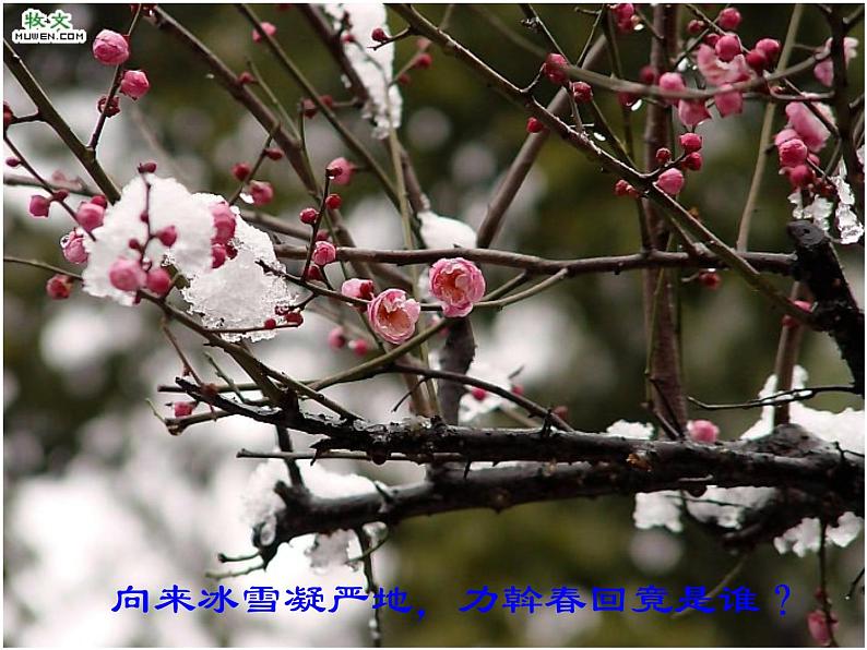 初中语文人教版（部编）八年级下册卜算子咏梅1 课件07