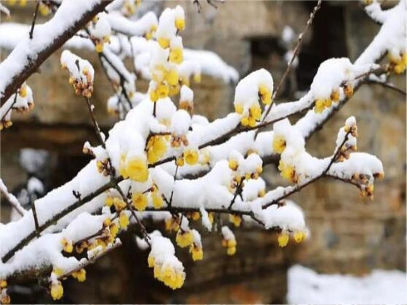 初中语文人教版（部编）八年级下册卜算子咏梅1 课件04