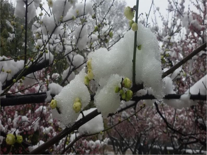 初中语文人教版（部编）八年级下册卜算子咏梅1 课件05