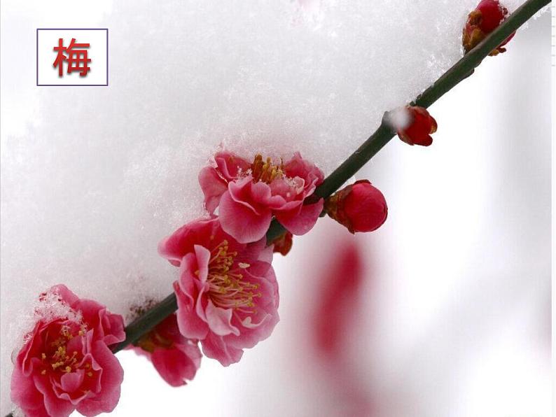 初中语文人教版（部编）八年级下册卜算子咏梅2 课件第2页