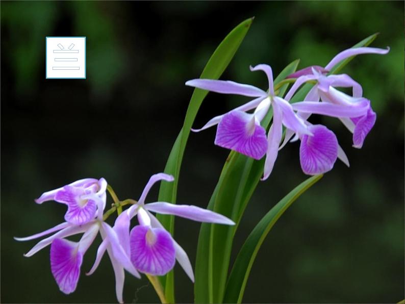 初中语文人教版（部编）八年级下册卜算子咏梅2 课件第3页