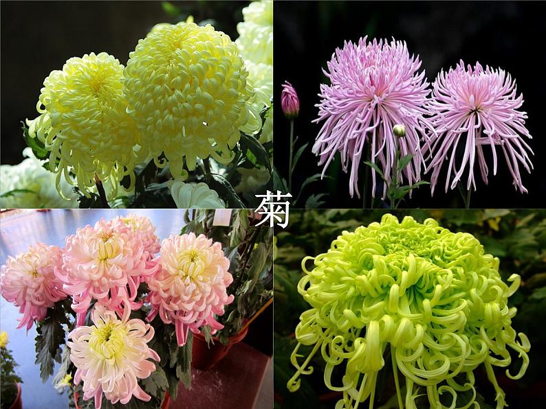 初中语文人教版（部编）八年级下册卜算子咏梅2 课件第5页