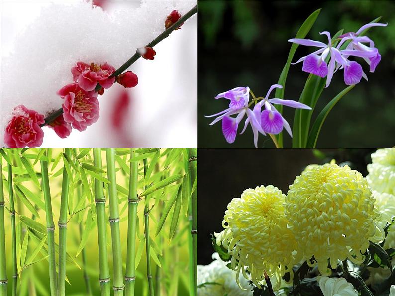 初中语文人教版（部编）八年级下册卜算子咏梅2 课件第6页