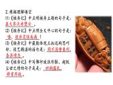 部编版八年级语文下册----《核舟记》复习课课件