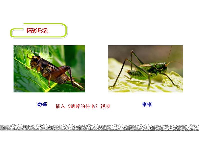 中考语文名著复习---名著导读《昆虫记》课件PPT第4页