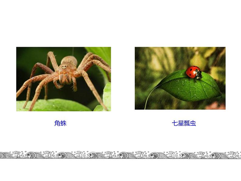 中考语文名著复习---名著导读《昆虫记》课件PPT第5页