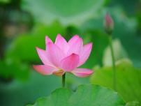 人教部编版七年级下册19* 一棵小桃树教课课件ppt