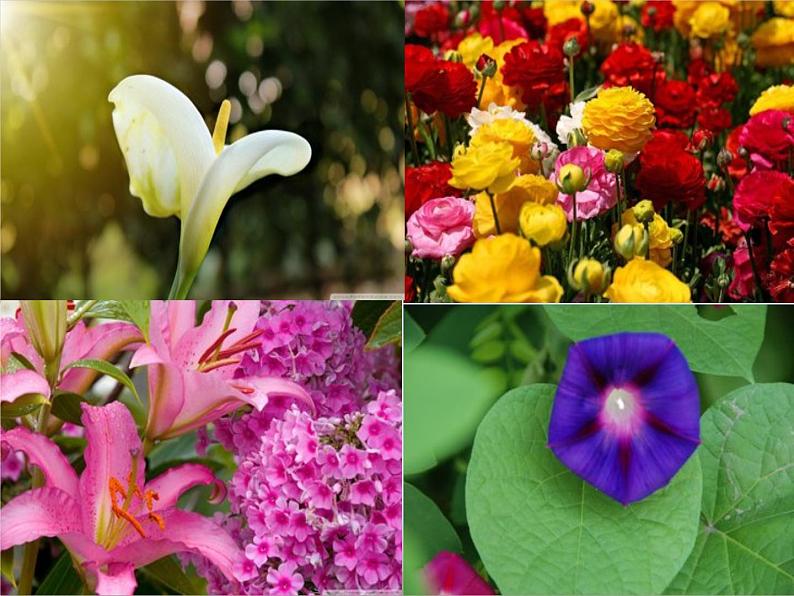 初中语文 人教课标版（部编） 七年级下册紫藤萝瀑布 课件第3页