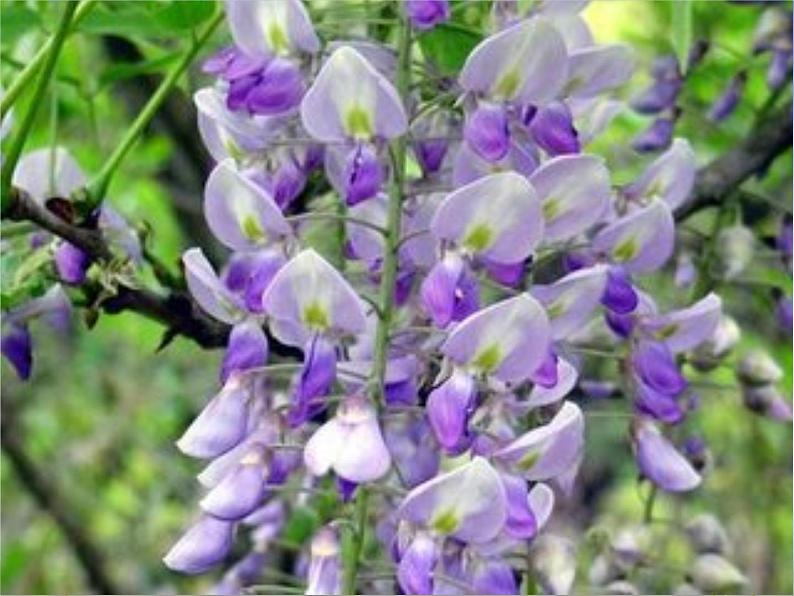 初中语文 人教课标版（部编） 七年级下册紫藤萝瀑布 课件第4页