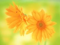 语文人教部编版假如生活欺骗了你教课ppt课件