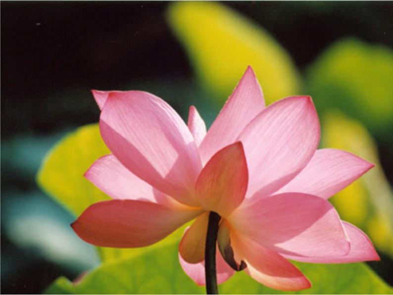 初中语文 人教课标版（部编） 七年级下册 爱莲说 课件03