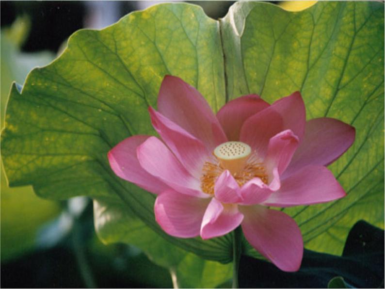 初中语文 人教课标版（部编） 七年级下册 爱莲说 课件04