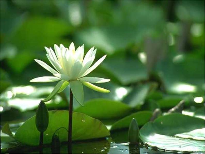 初中语文 人教课标版（部编） 七年级下册 爱莲说 课件06