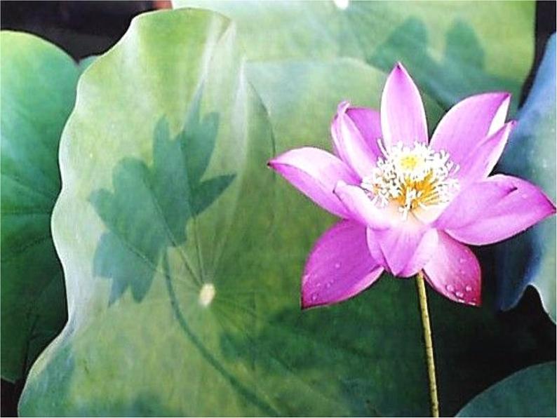 初中语文 人教课标版（部编） 七年级下册 爱莲说 课件07