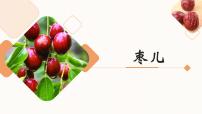 人教部编版 (五四制)九年级下册（2018）19 枣儿/孙鸿示范课ppt课件