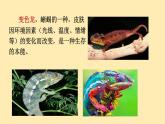 人教语文 9年级下册课件PPT第二单元 6 变色龙（第一课时）教学课件