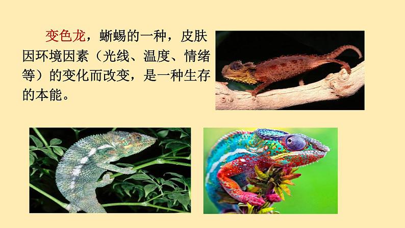 人教语文 9年级下册课件PPT第二单元 6 变色龙（第一课时）教学课件04