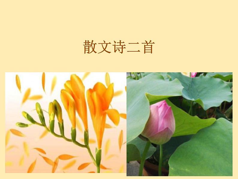 人教语文 7年级上教案课件PPT7 散文诗二首第1页