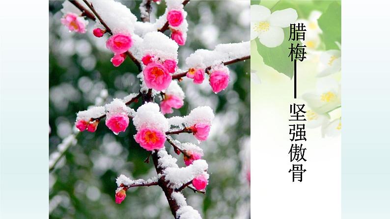 第15课《驿路梨花》课件2021-2022学年部编版语文七年级下册 (1)第2页