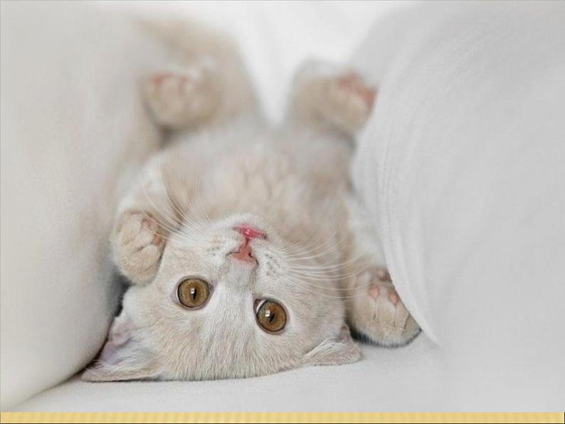 猫课件2第二课时06