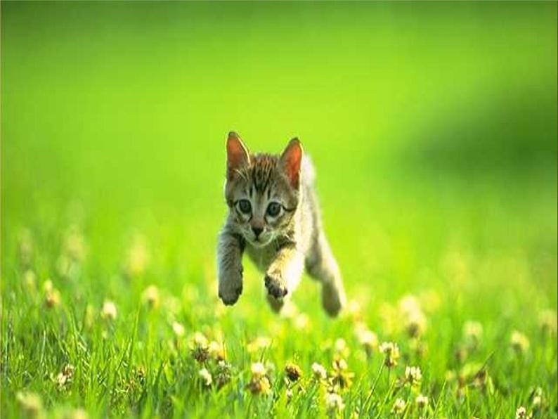 猫课件2第二课时07