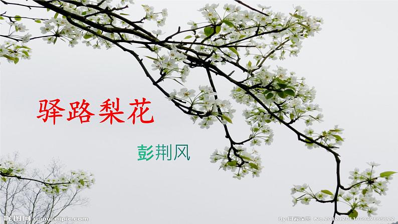 第15课《驿路梨花》课件（共20张PPT）2021—2022学年部编版语文七年级下册第1页