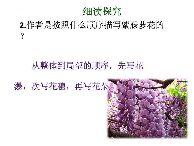 第18课《紫藤萝瀑布》课件（共27页）部编版语文七年级下册第7页