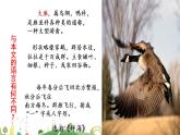 初二年级 语文 大雁归来课件PPT