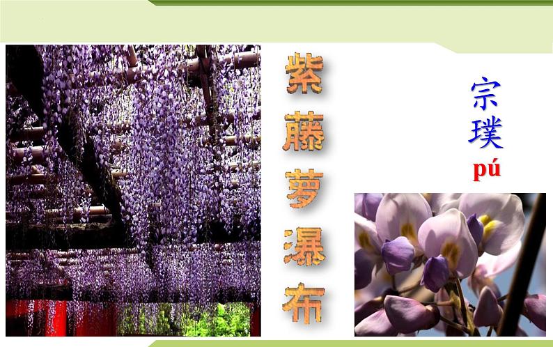 第18课《紫藤萝瀑布》课件（16张PPT）2021-2022学年部编版语文七年级下册第2页