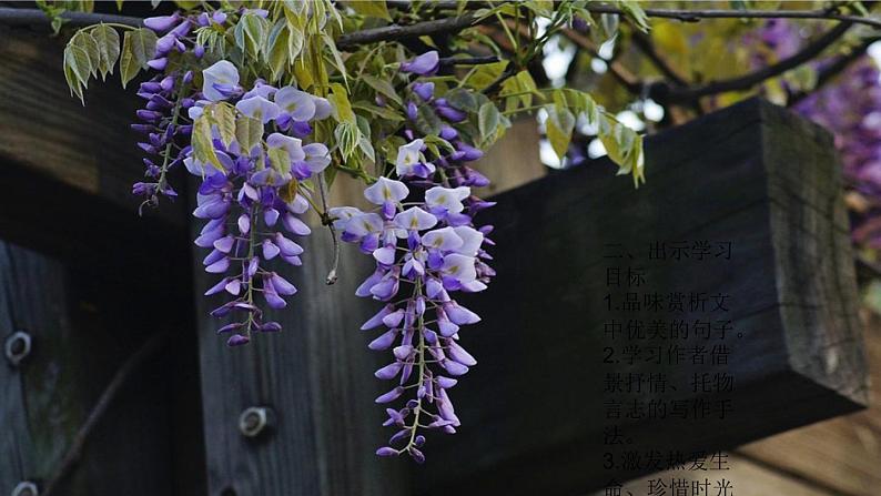 《紫藤萝瀑布》特级课件1第5页