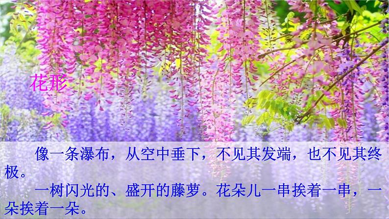 《紫藤萝瀑布》特级课件207