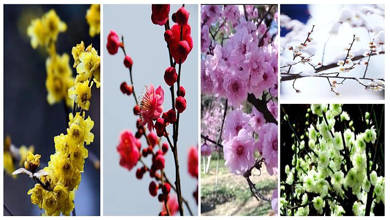 第六单元课外古诗词诵读《卜算子·咏梅》课件（共24张PPT）2021—2022学年部编版语文八年级下册02