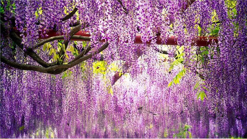 第18课《紫藤萝瀑布》课件（22张PPT）2021-2022学年部编版语文七年级下册第4页