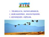 2021-2022 部编版语文 八年级下册 第7课  大雁归来 课件