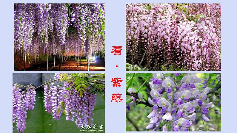 第18课《紫藤萝瀑布》课件(共27张PPT)（含音频）2021-2022学年部编版语文七年级下册04