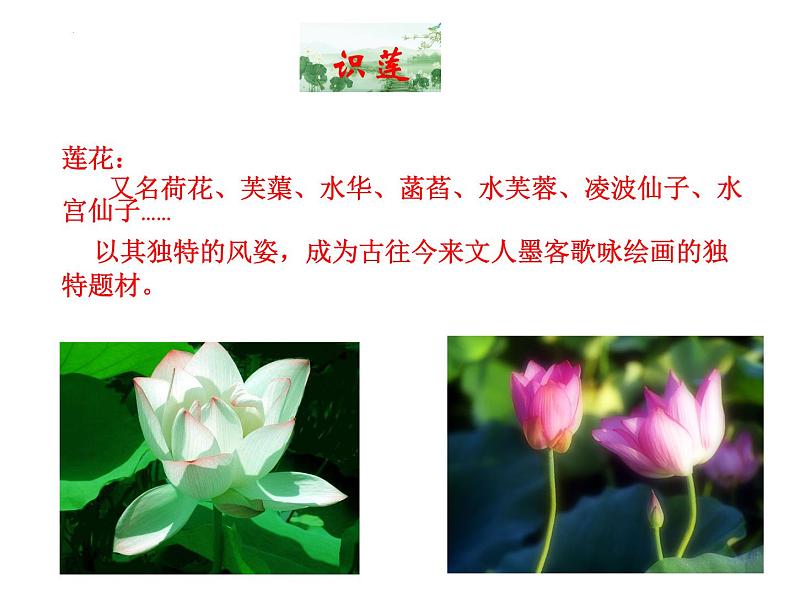 第17课《爱莲说》课件（共17页）2021-2022学年部编版语文七年级下册02