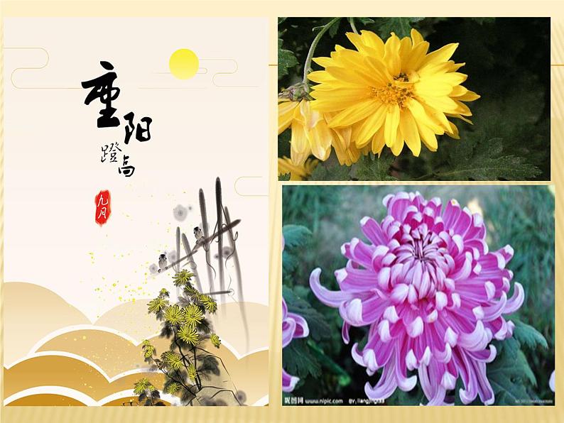 初中语文 人教课标版（部编） 七年级上册 行军九日思长安故园 课件02