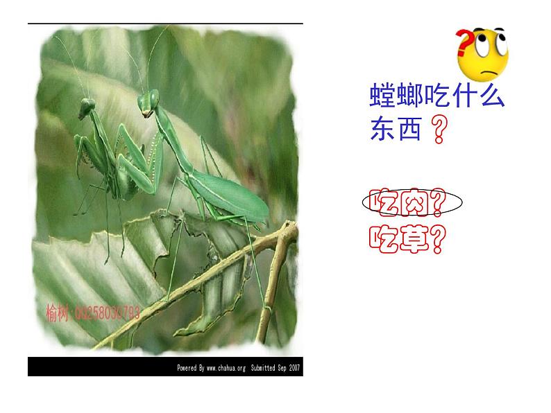 初中语文 人教课标版（部编）八年级上册《昆虫记》：科普作品的阅读 昆虫记 课件(2)第4页